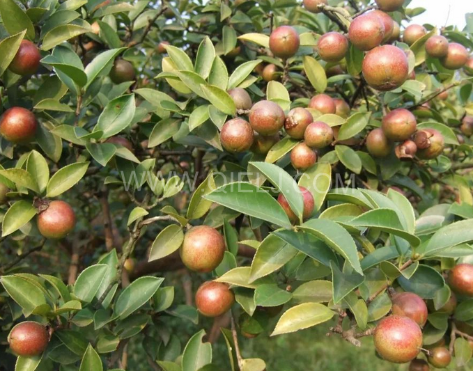 茶籽油壓榨設(shè)備認(rèn)準(zhǔn)企鵝機(jī)械，性能穩(wěn)定操作便利(圖1)